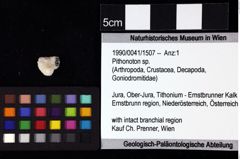 Foto (Objket + Etiketten) von Decapoda indet. 